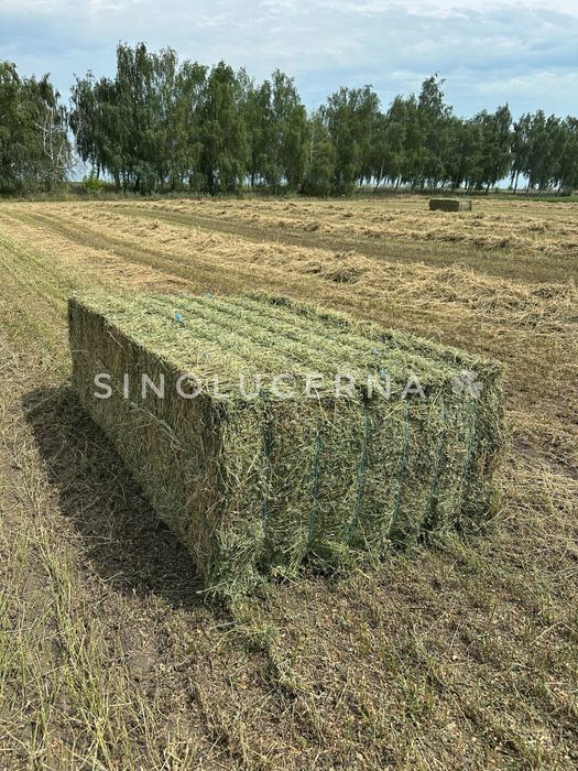 Сіно люцерни у великих квадратах