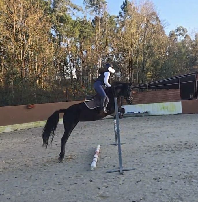 Égua preta com 6 anos