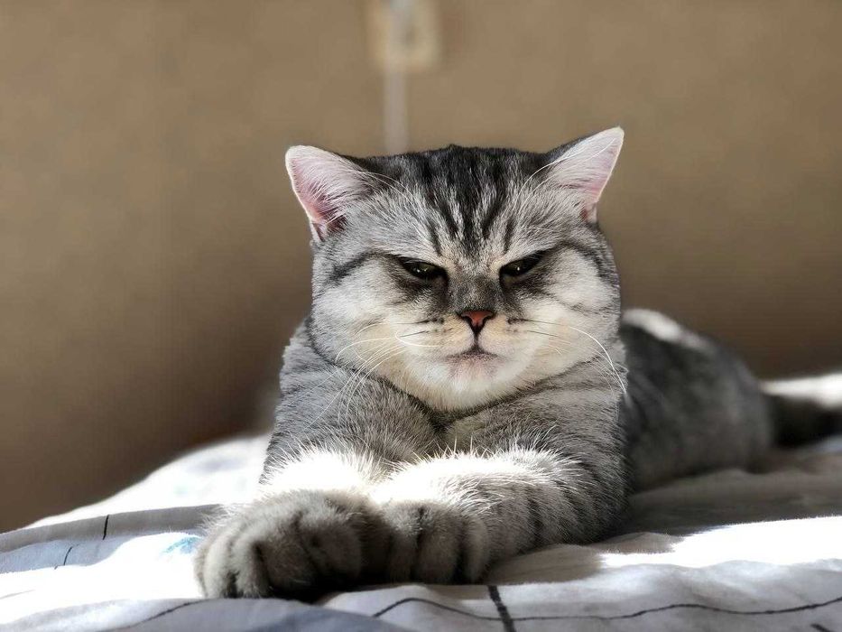 В'язка, Кіт Альберт Британець