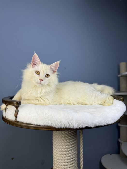 Котёнок мейн-кун мальчик 6 месяца редкий окрас