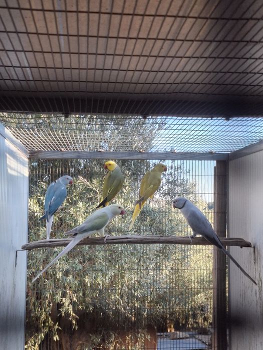 Ring Neck CC e Opalinos Cc