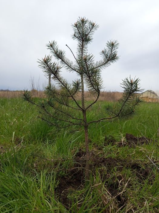 Саджанці молода сосна