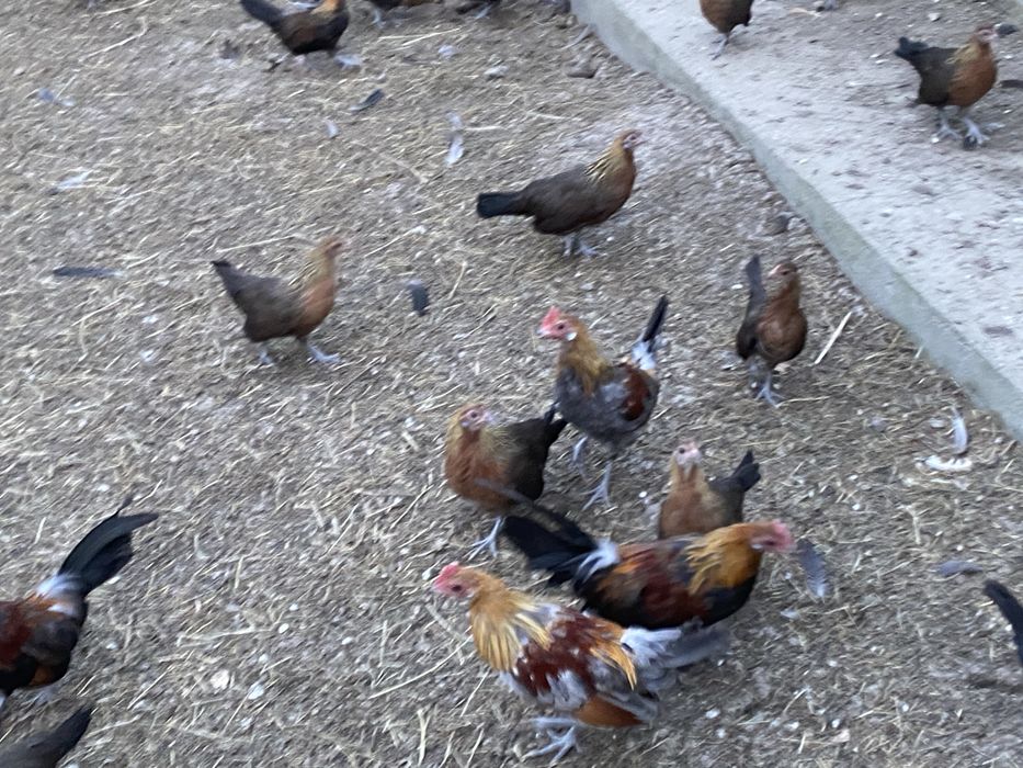 Karzełki holenderski parki kury ozdobne 2025 rok