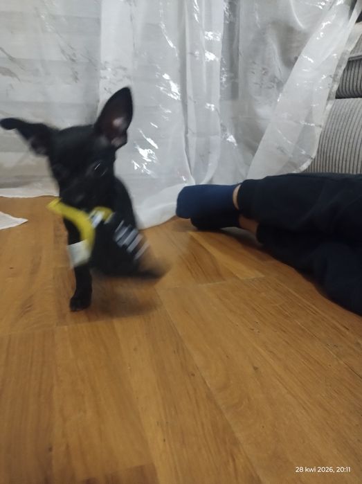 Suczka pinczera miniaturowego