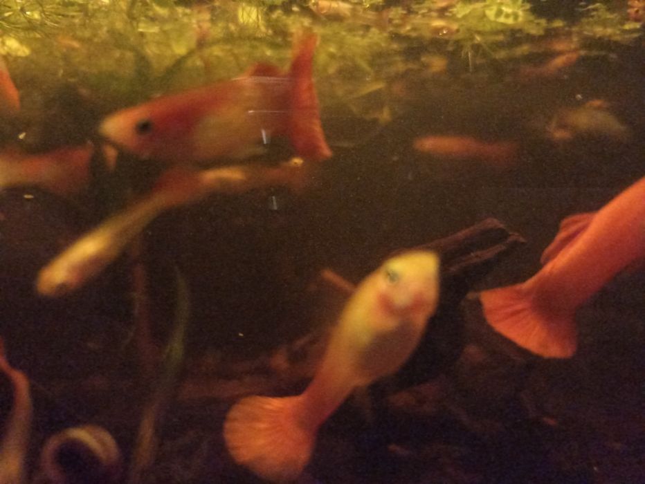 Guppy Golden Blond Red