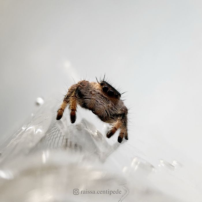 Skakun królewski Bahama (Phidippus regius)