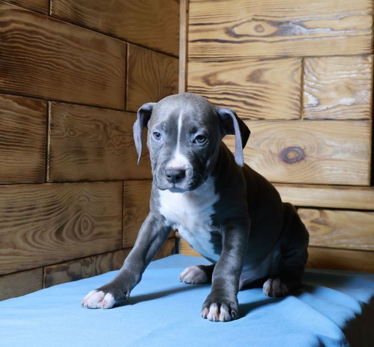 Цуценята Амстаффа готові до переїзду. З гарним родовідом