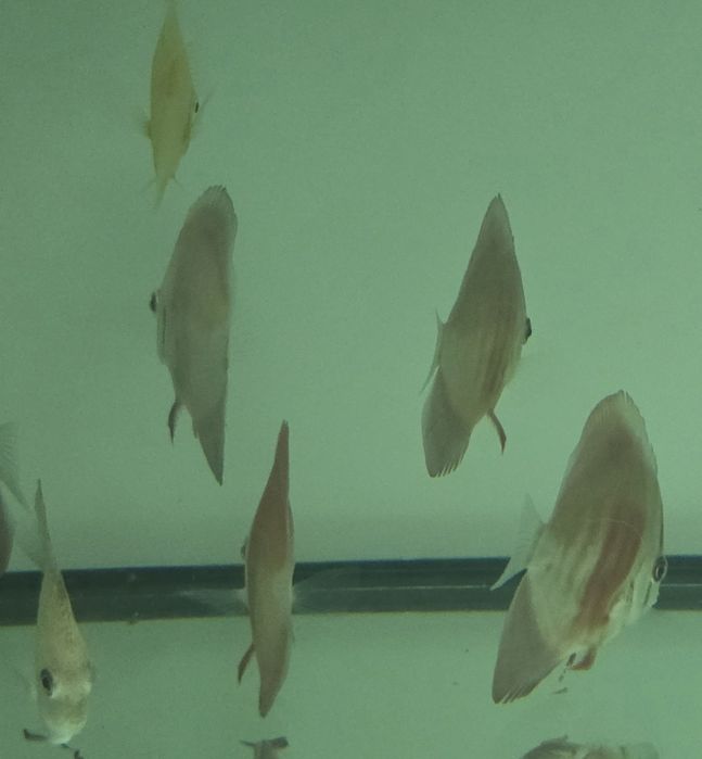 Pack 5 discus  7 9 cm por apenas 150€