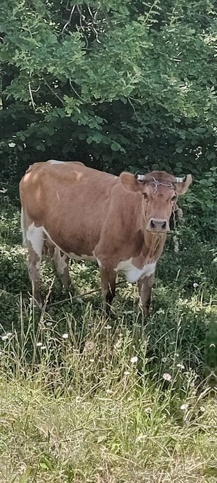 Продається худоба