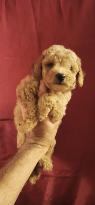 Мальчик той пуделя