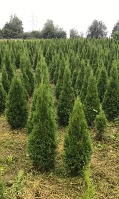 Tuja szmaragd z możliwością transportu