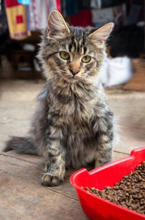 Отдам даром в добрые руки котиков и кошечек