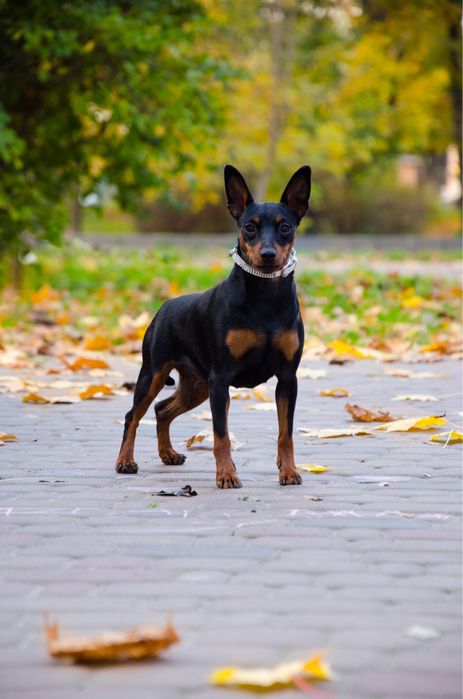 Хлопчик Цвергпінчера