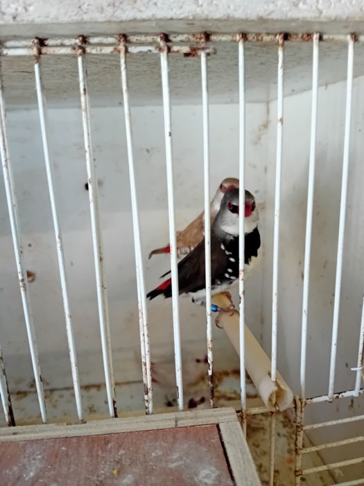 Para ceder aves exóticos