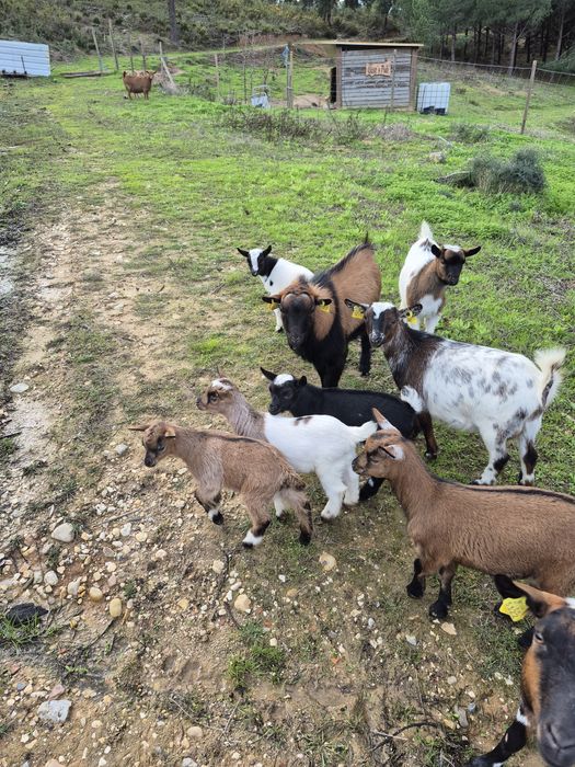 Cabras anã e cabritos s/cornos ideais para crianças e limpar terreno