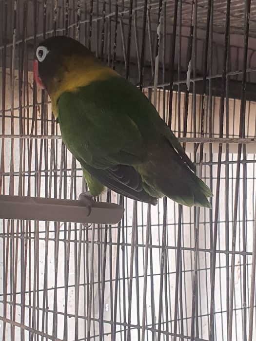 Personatus casal,  preço do casal 40 euros