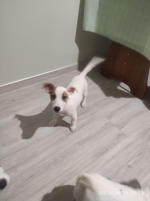 Цуценя Джек Рассел тер'єр з документами