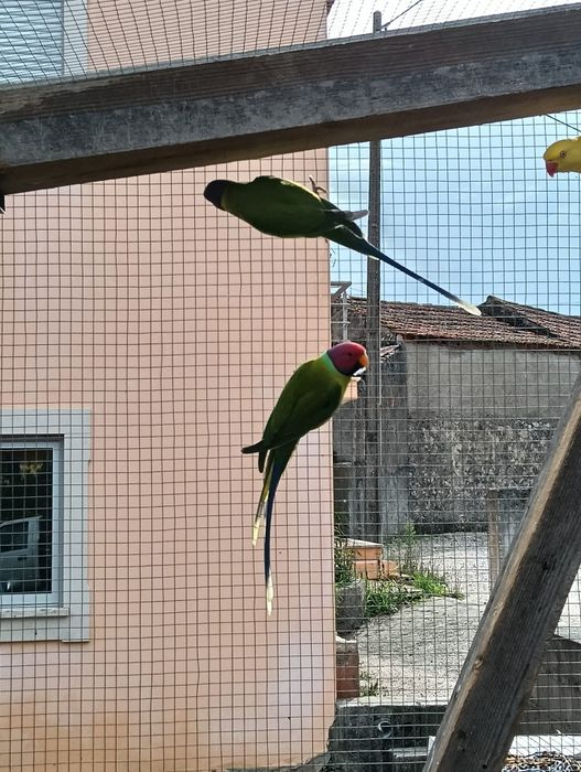 Casal de cabeça de ameixa de 2024