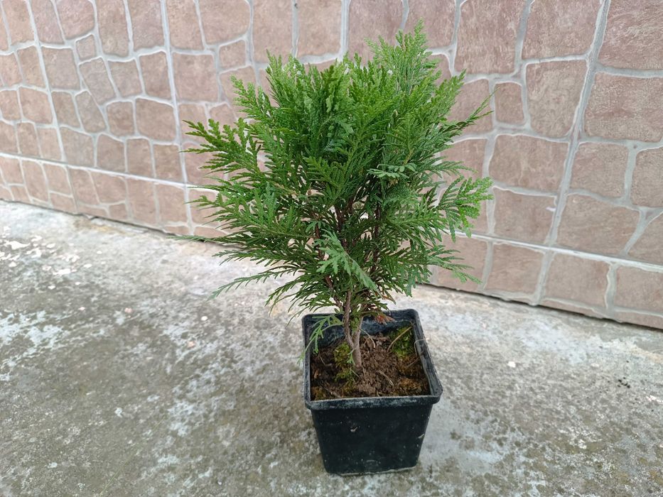 Туя Даника | Thuja occidentalis Danica в контейнере 1.5 литра
