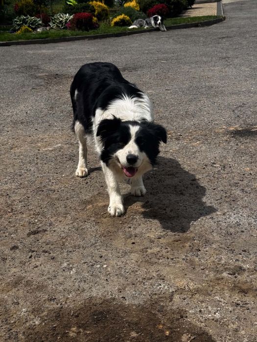 Blue merle samiec Border Collie