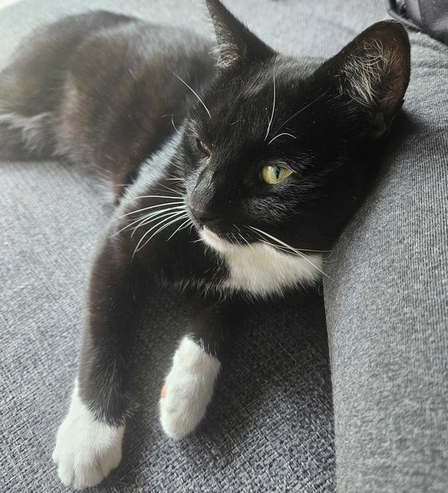 Kotek szuka domu