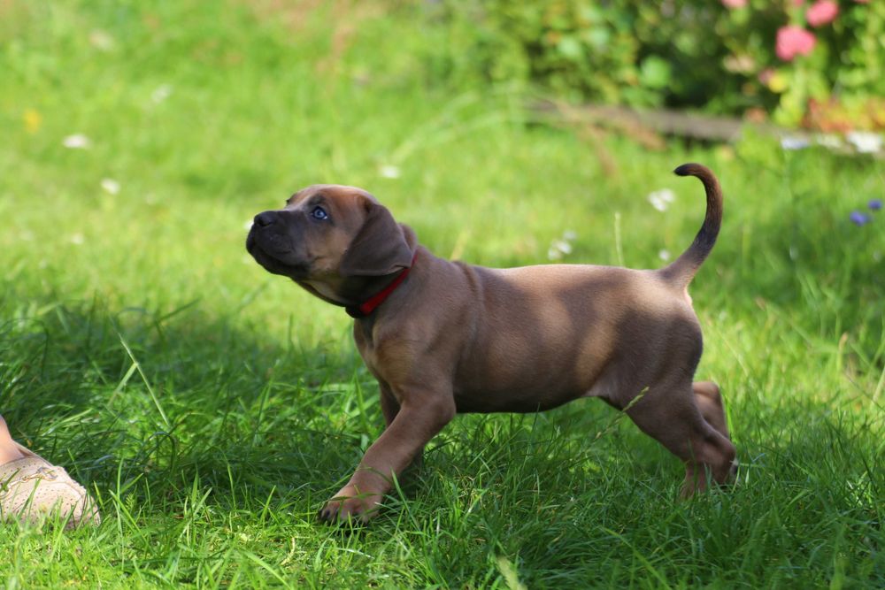 Suczka Formentino Cane Corso FCI