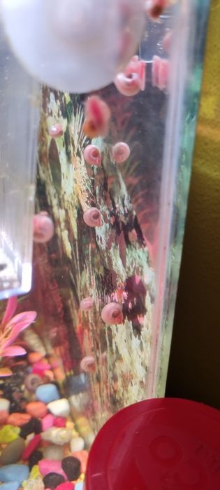 Caracois de aquario