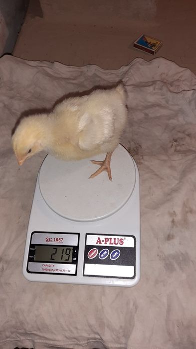 Бройлер тижневий