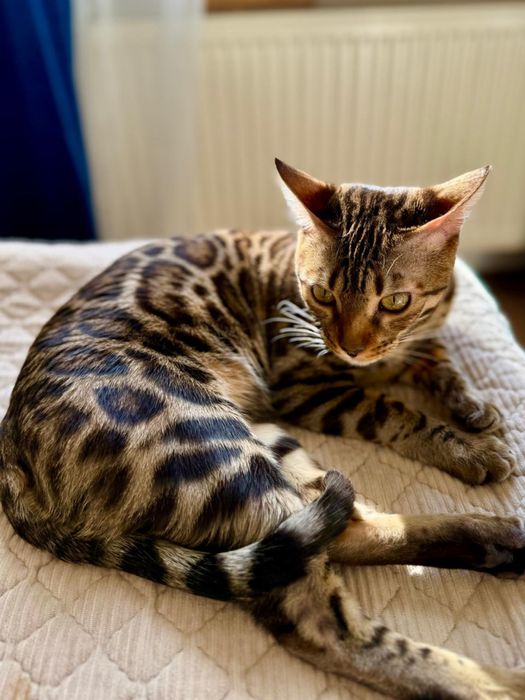 Продаж бенгальських кошенят