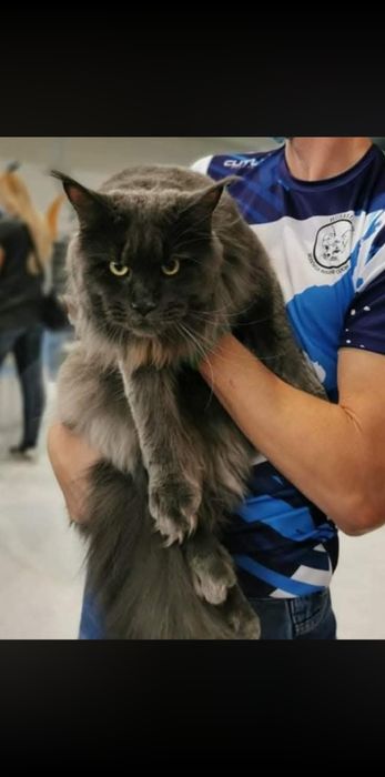Kotka Maine Coon po Grand International Champion