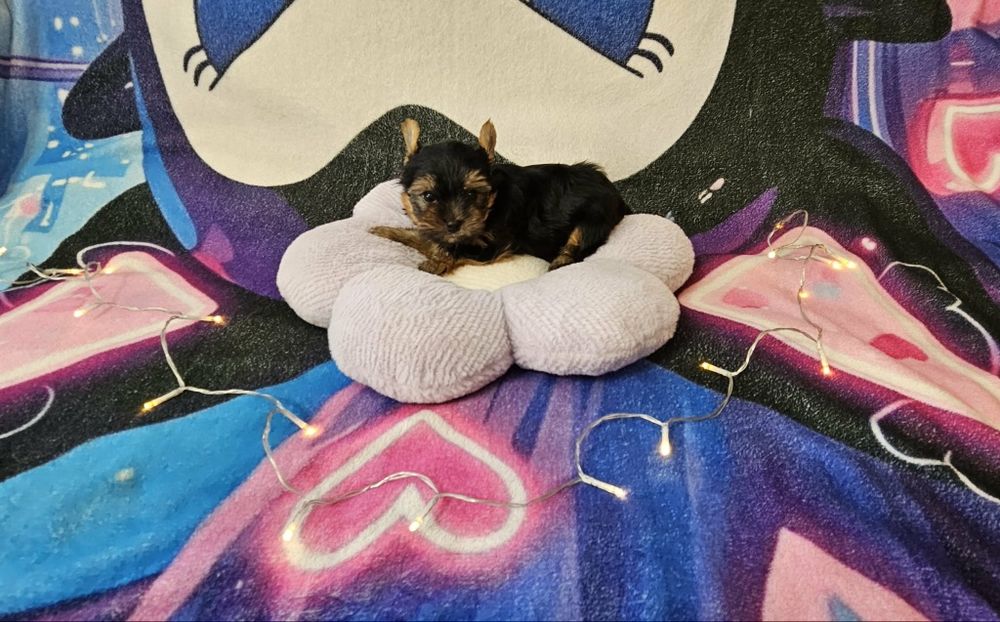 Yorkshire terrier (Dziewczynka)