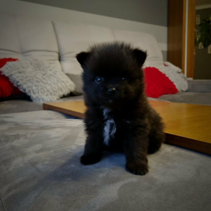 Szpic miniaturowy pomeranian