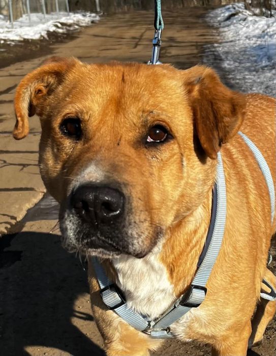 Przekochany Mango prosi o szansę i dom...