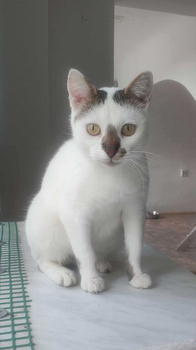 Biała Kicia szuka domku