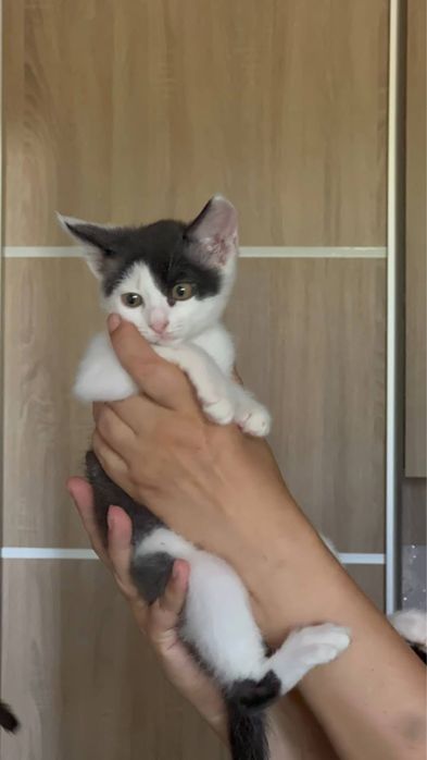 Кошенята в добрі руки