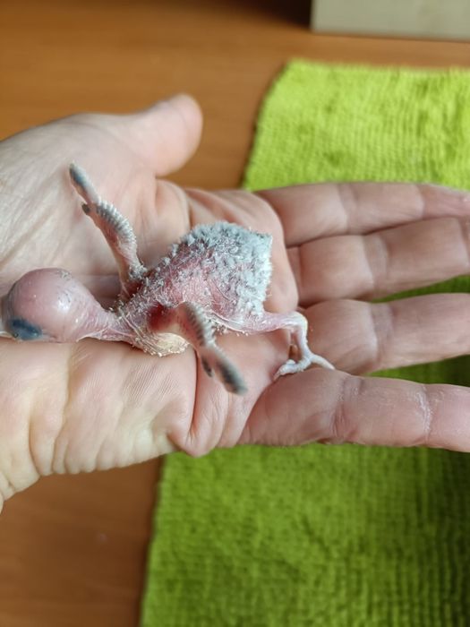 Piriquito criar a mão