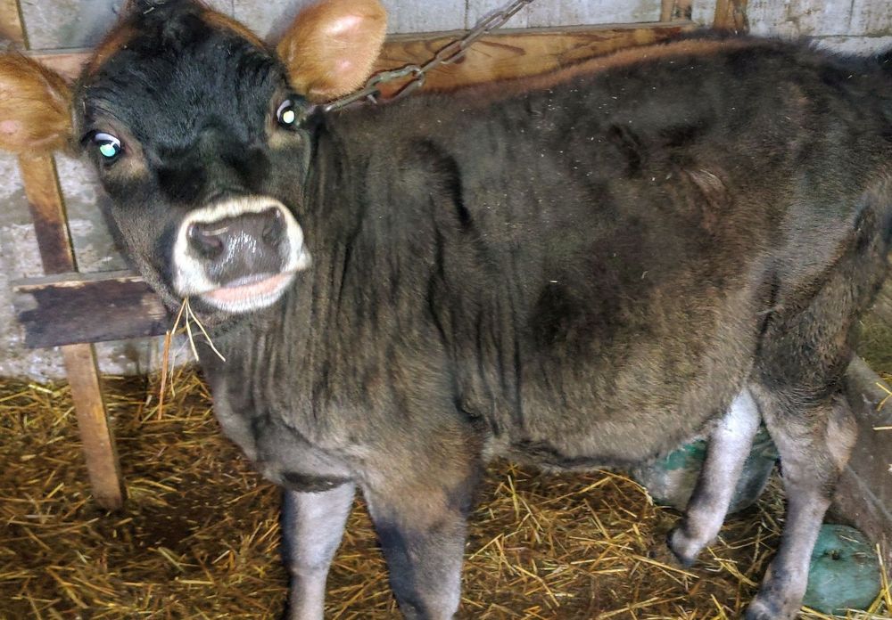 Теличка         .