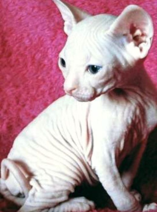 Сфинкс красавчик приглашает принцессу для вязки