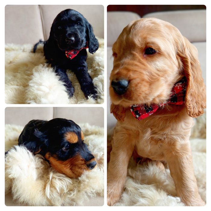 Uroczy Cocker spaniel