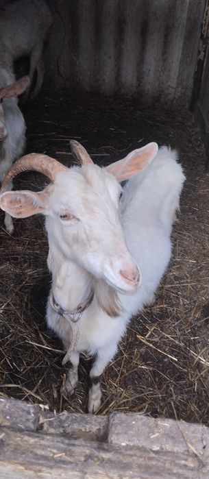 Venda de cabra ótima qualidade
