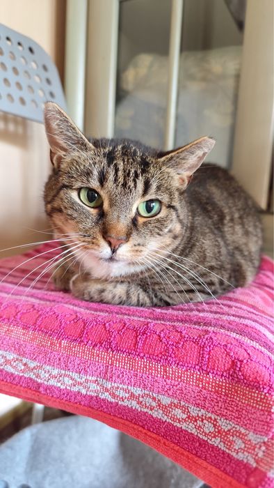 Papaja - spokojna, dorosła kotka szuka domu