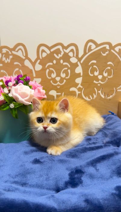 Плюшева красунечка