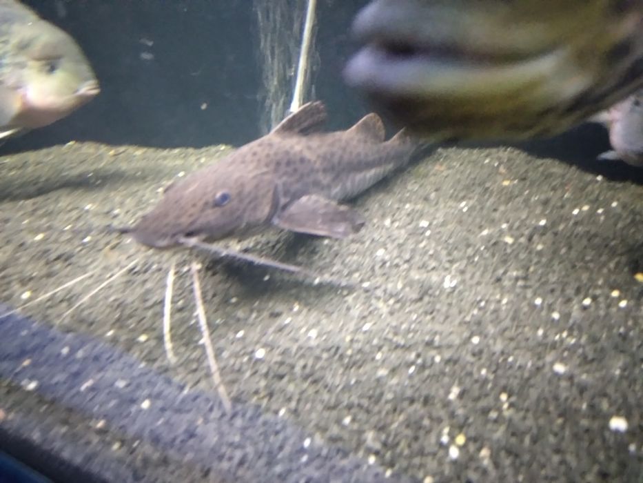 Sum Lamparci 60 cm - odłów