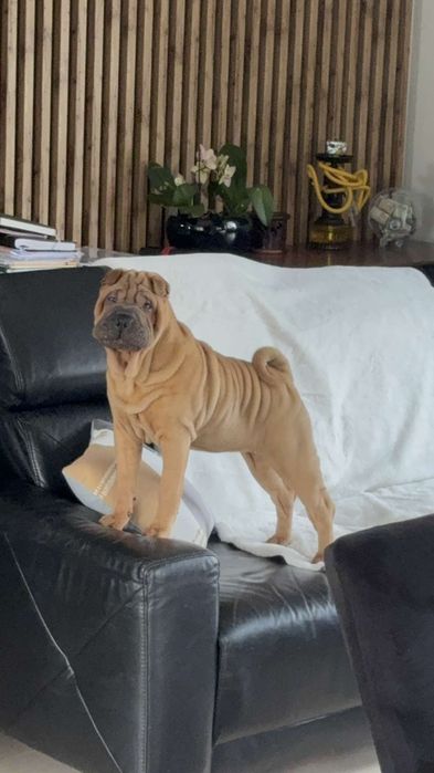 Szczenię Shar Pei FCI