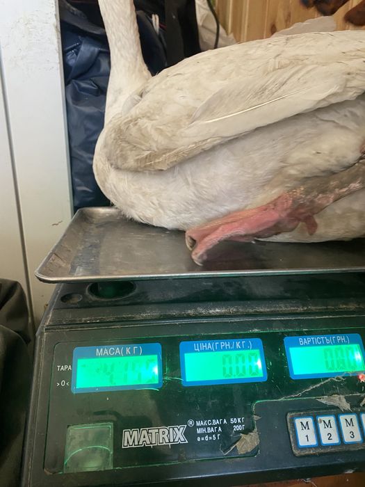 Гусі ,гусята ,гусенята