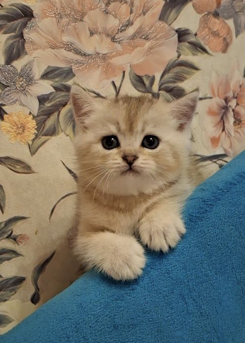 Воспитанный котёнок из Одессы