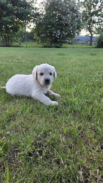 Golden Retriever piękny piesek