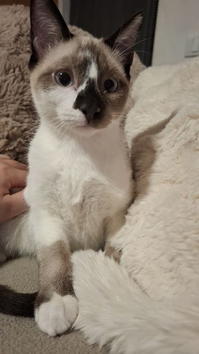 Gatinhos bebés para adopção