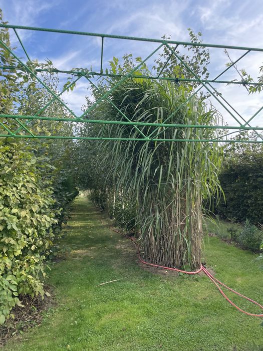 Trawy ozdobne:Gigant, Memory,Zebrinus i inne