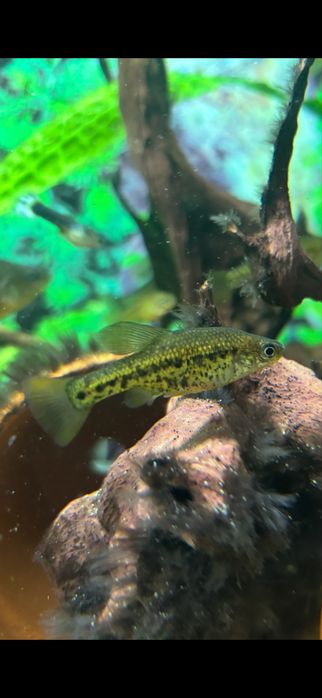 Chapalichthys  pardalis